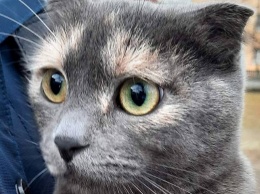 В Никополе шотландская вислоухая кошка ищет дом