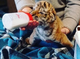 Милота: в Васильевке выбрали имена новорожденным тигрятам и львенку