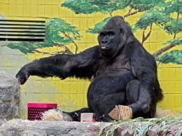 Без анестезии не обойтись: в киевском зоопарке заболела знаменитая горилла Тони
