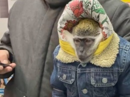 Даже в мороз: на Крещатике опять заметили "фотоживодеров" с обезьянками
