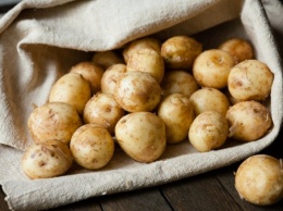 На выращивании картофеля в Украине почти не зарабатывают: рентабельность за год упала в 9 раз