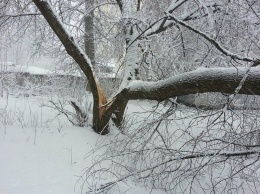 Под Харьковом дерево рухнуло на электрические провода: более тысячи человек остались без света