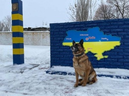 Поиск оружия, взрывчатки и наркотиков: у пограничников на Луганщине отменные четырехлапые помощники - ФОТО