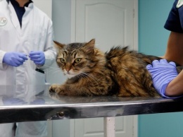 Бесплатно: в Одессе кастрируют и стерилизуют уличных котов и кошек