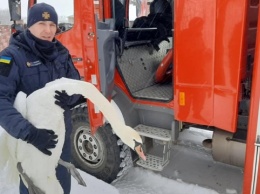 Во Львовской области спасли 15 лебедей, которые примерзли ко льду