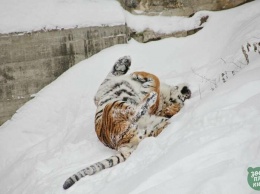 Зимние забавы: как в киевском зоопарке животные радуются снегу, - ФОТО
