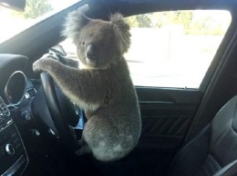 В Австралии коала "устроила" ДТП