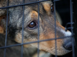 Два месяца взаперти: в одной из одесских квартир нашли брошенного пса