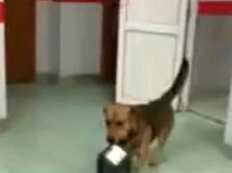 Получите, распишитесь: смышленый пес украл посылку "Новой почты", бросились в погоню всем отделением