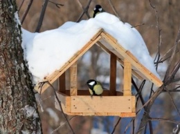 Подборка несложных советов для тех, кто хочет помочь птицам пережить морозы