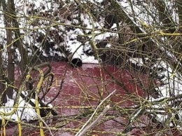 Река крови: на Прикарпатье скотобойня незаконно сливала отходы