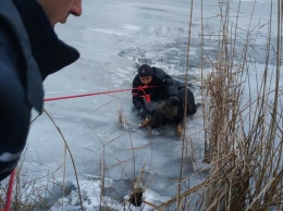 Провалился под лед: втроем спасли жизнь беспомощной собаки