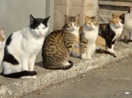 Криворожане требуют признать котов частью экосистемы города