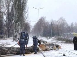 В Кривом Роге сильный ветер повалил деревья