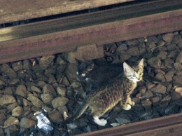 Полз к людям, но все проходили мимо: в Днепре спасают котенка, который попал под поезд