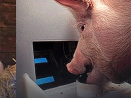 В США ученые научили свиней управлять джойстиком и играть в компьютерную игру