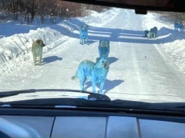 В России появились голубые собаки (фото)