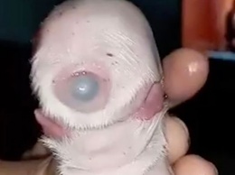 На Филиппинах родился щенок с одним глазом и двумя языками