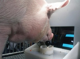 Ученые обучили свиней играть в компьютерные видеоигры