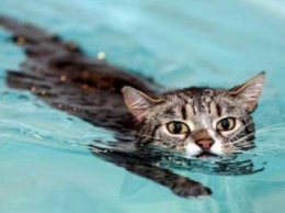 Вот почему кошки так неохотно заходят в воду