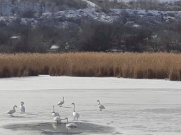 Криворожане и лебеди: почему волнения о птицах на зимних ставках часто беспочвенны?