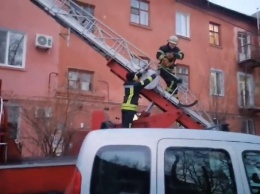 В центре Запорожья спасали кота, который застрял на крыше - видео