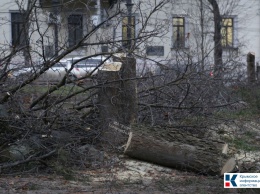 В этом году в Симферополе срубят 141 дерево