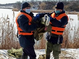 В Покрове спасатели помогли обессиленному лебедю, который сидел на льду