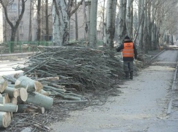 «Не омоложали, а уничтожали»: в Покровске больше не будут бездумно обрезать деревья