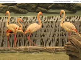 Видеофакт: в Харьковском зоопарке фламинго въехали в гигантский вольер с бассейном