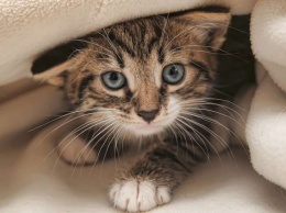 Коты также заслуживают праздник: 17 февраля в Европе отмечают День кота