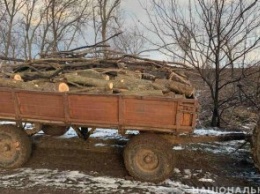 На Днепропетровщине задержали незаконных лесорубов: мужчины везли целый прицеп дров ясеня и акации