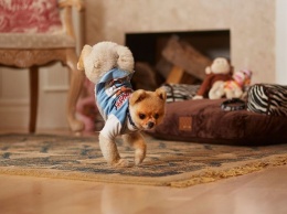 Курьез: в Запорожской области пес научился ходить на передних лапах, чтоб не замерзнуть (ВИДЕО)