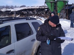 В Черниговской области при пожаре сгорели сотни свиней