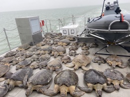 В США волонтеры спасли тысячи морских черепах от внезапных холодов