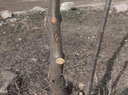 Как зеленстроевцы уничтожили высаженные мариупольцами деревья, - ФОТО, ВИДЕО
