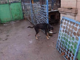 В Мелитополе хозяева морят голодом своих собак (ФОТО)