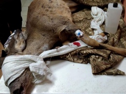 Нужна помощь: полицейские, зоозащитники и ветеринары спасают жизнь маленькой косуле