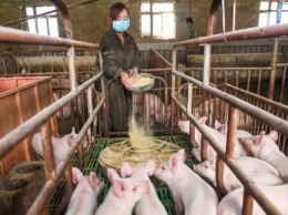 Huawei планирует спасать бизнес разведением свиней и добычей угля