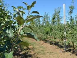 С начала года крымские аграрии заложили 37 гектаров многолетних плодовых садов