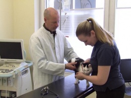 В Австрии зафиксировали первый случай, когда человек заразила кошку «короной»