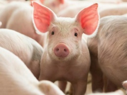 Сделано в Китае 260: свиньи HUAWEI, поддельная вакцина от коронавируса и «конный клуб»