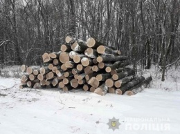 В лесах под Харьковом пойманы "черные" лесорубы