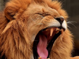 Розъяренный лев напал на сотрудницу зоопарка: женщину экстренно госпитализировали