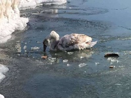 Ледяной плен: в Запорожской области на море ко льду примерз лебедь (ВИДЕО)
