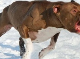 Агрессивный бойцовский пес напал на детей по Днепром