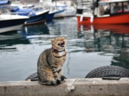Ситуация накаляется: в Одесском порту нашли бешеную кошку