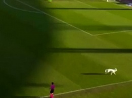 Собака президента швейцарского клуба отпраздновала гол, выбежав на поле