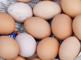 Украина будет экспортировать яйца в Эфиопию