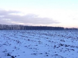 14% посевов озимых в Харьковской области находятся в слабом и разреженном состоянии